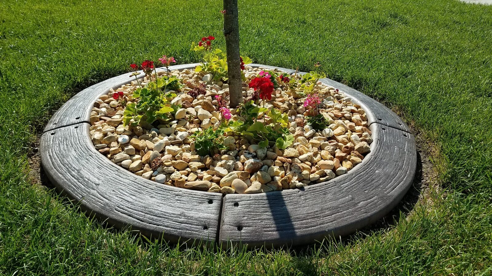 Grey stamped tree ring filled with river rock and red geraniums